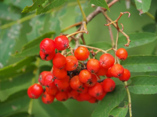 Wilde lijster (Sorbus aucuparia) in Parc Chlorophylle (Belgie)